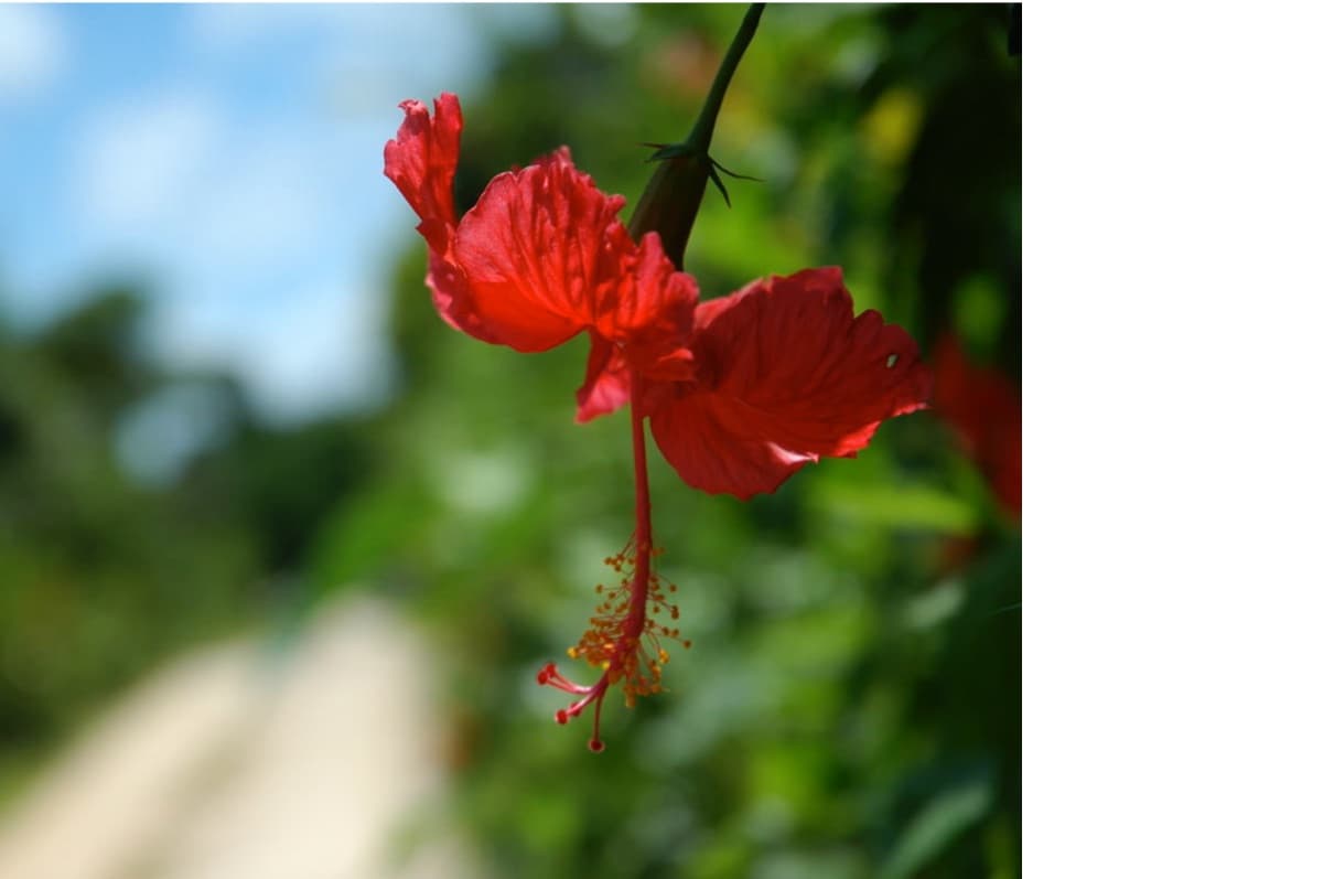 南国の花